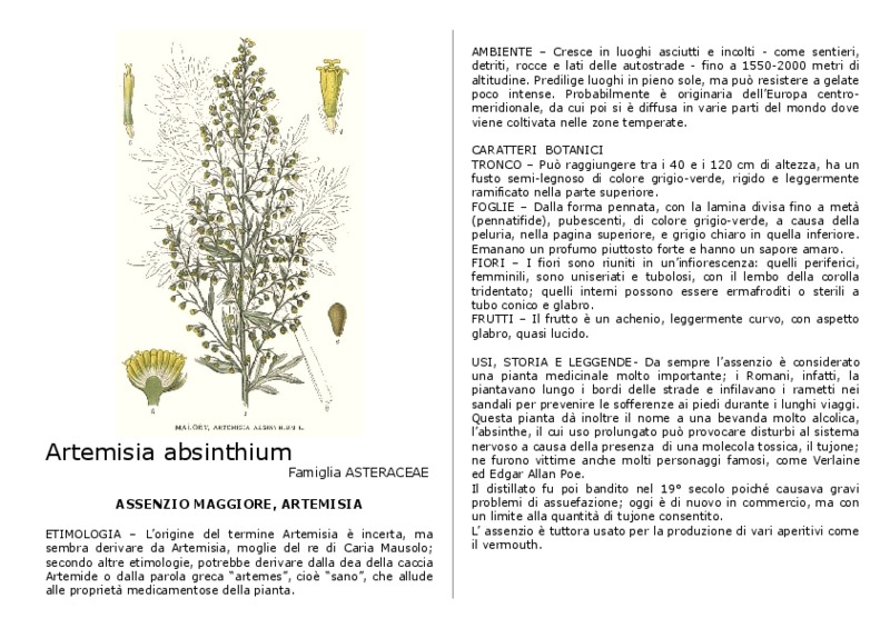 Artemisia_absinthium.pdf