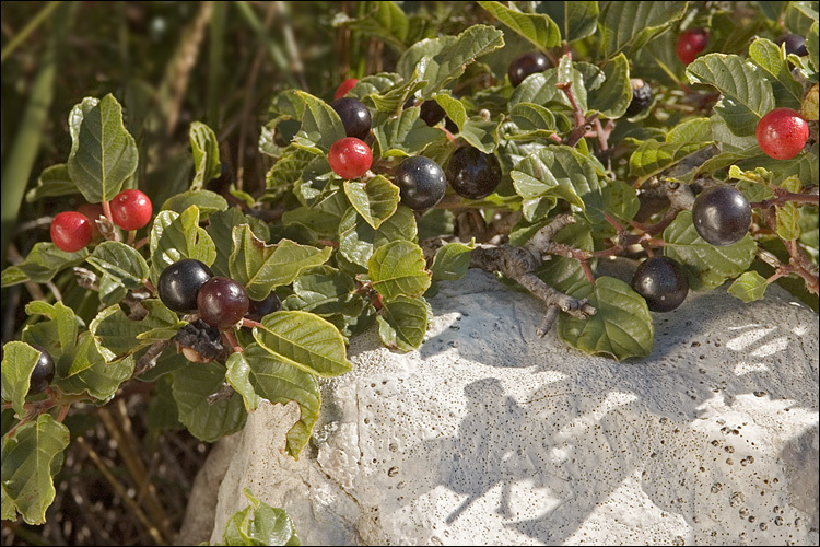 Frangula_rupestris1.jpg