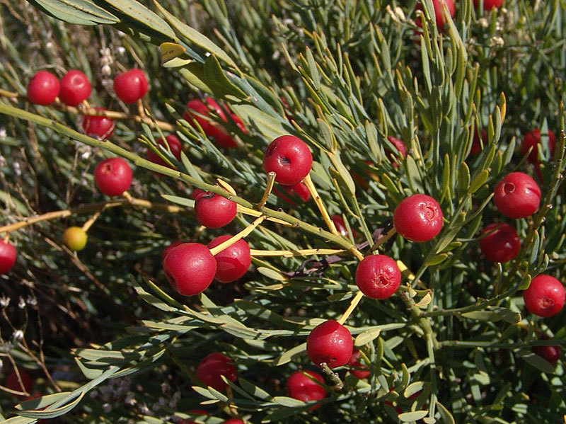 Osyris_alba_1.jpg