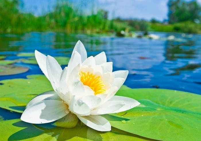 Nymphaea_alba 2.jpg