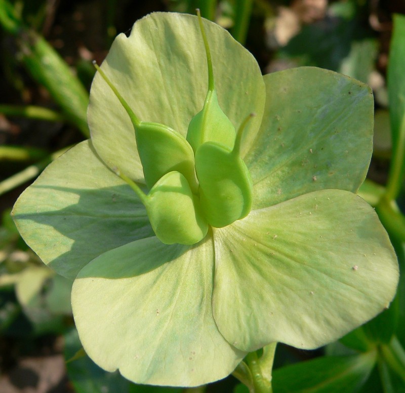 Helleborus_odorus(2).jpg