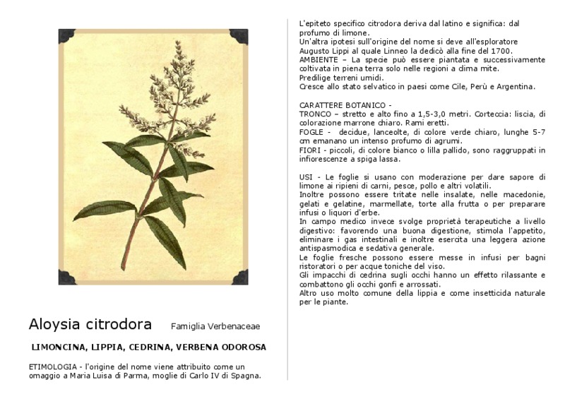 Aloysia_citrodora.pdf