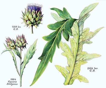 Cynara_scolymus_1.jpg