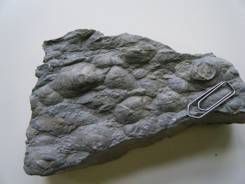 Myacites_fassaensis_1.jpg