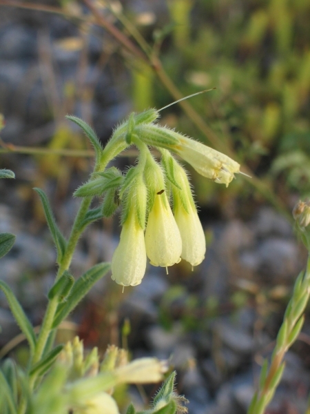 Onosma javorkae 2.jpg