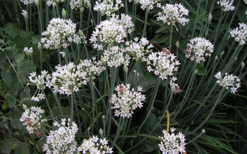 Allium_sativum_2.jpg