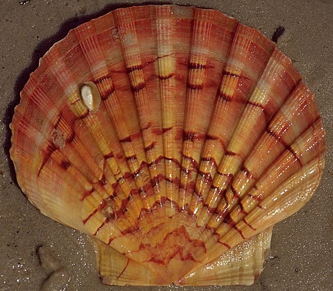 Pecten_jacobaeus_1.jpg