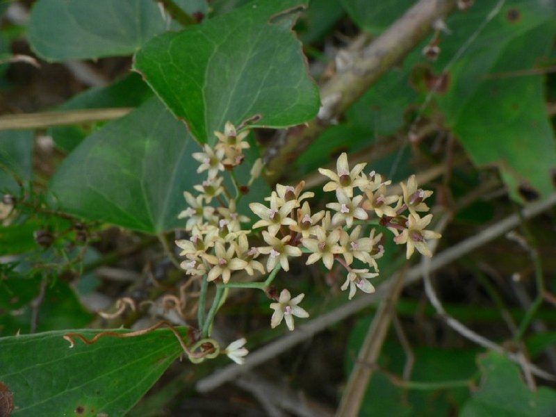 Smilax_aspera2.jpg