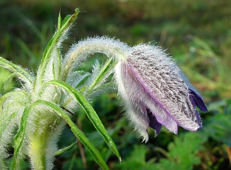 Pulsatilla_montana_2.jpg