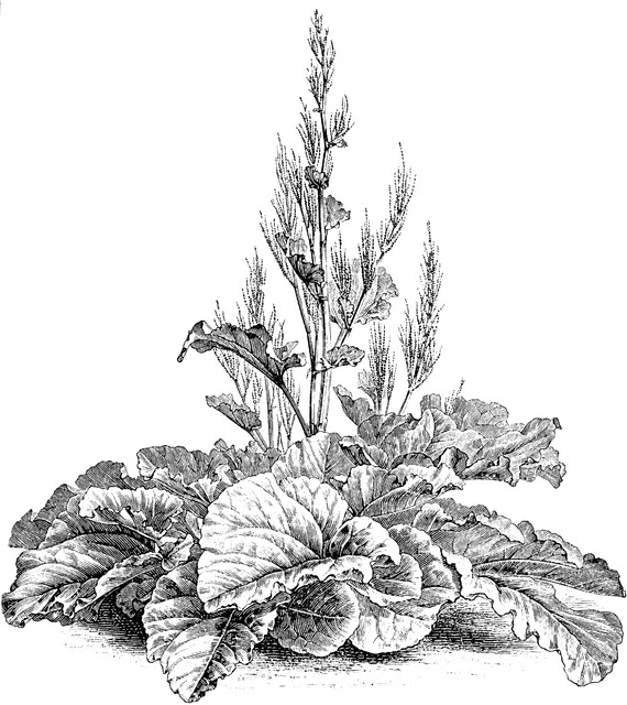 Rheum_undulatum_1.jpg