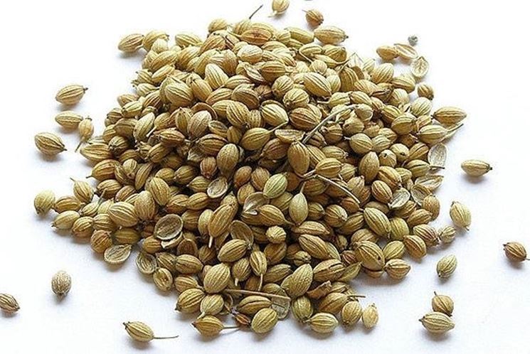 coriandolo_2.jpg