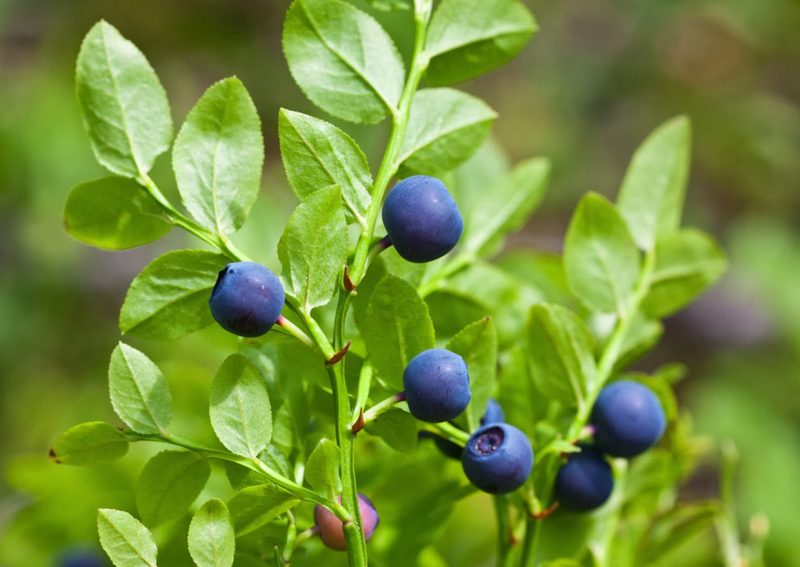 Vaccinium_myrtillus_3.jpg