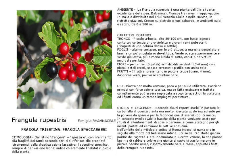 Frangula_rupestris.pdf