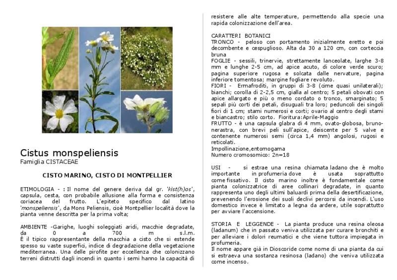 Cistus_monspeliensis.pdf