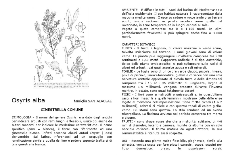 Osyris_alba.pdf