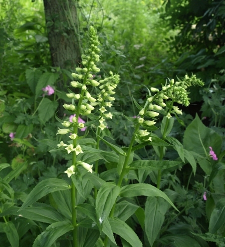 DIgitalis_lutea_2.jpg