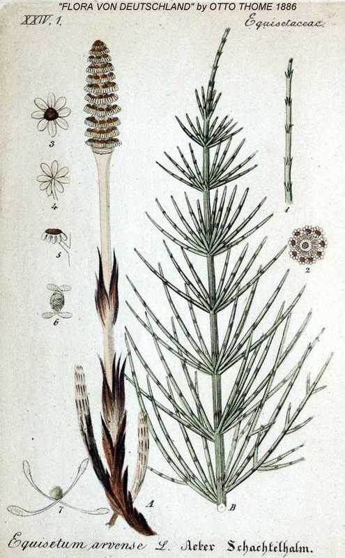 Equisetum_arvense_1.jpg