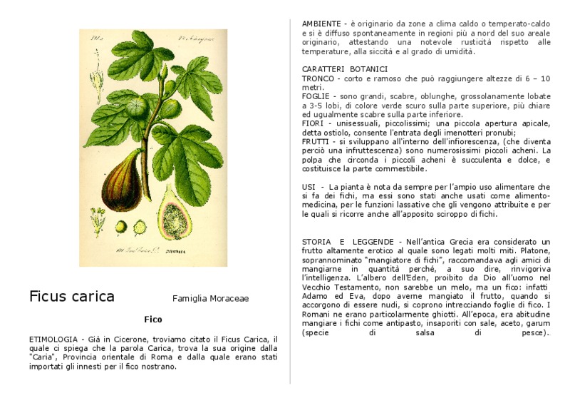 Ficus_carica_.pdf