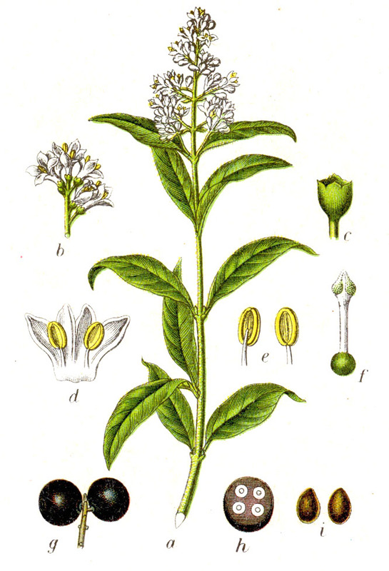 Ligustrum_vulgare.jpg