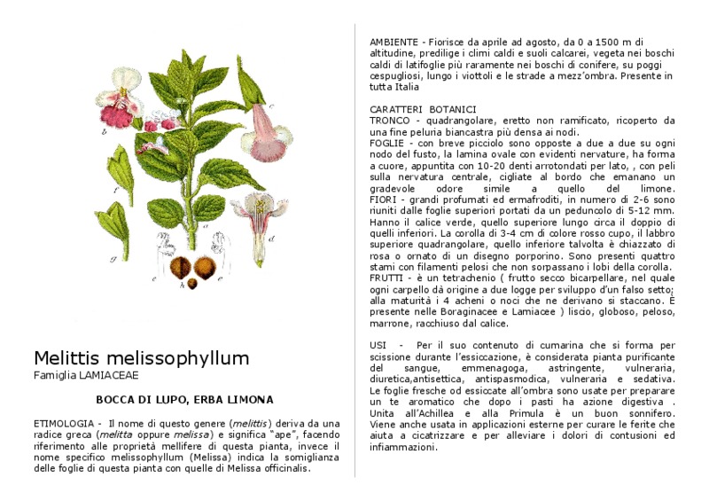 melittis_melissophyllum.pdf