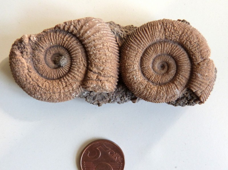 Dactylioceras.jpg