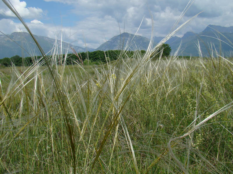 Stipa_eriocailis2.jpg