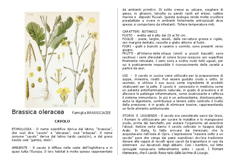Brassica_oleracea.pdf