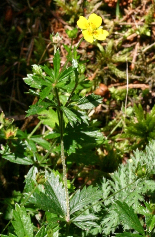 Potentilla_erecta_3.jpg.jpg