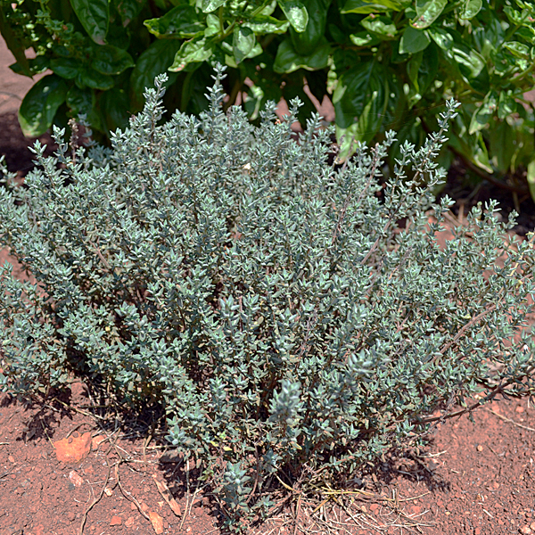 Thymus_vulgaris_2.jpg