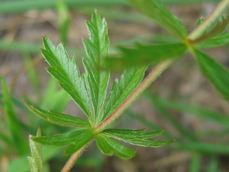 Potentilla_erecta_1.jpg.jpg