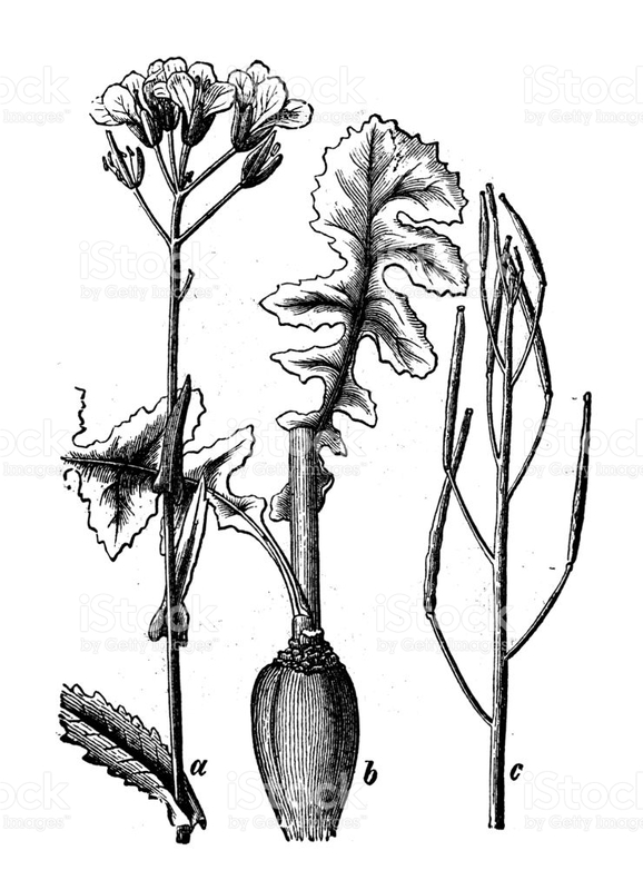 Brassica_rapa_var_cymosa.jpg