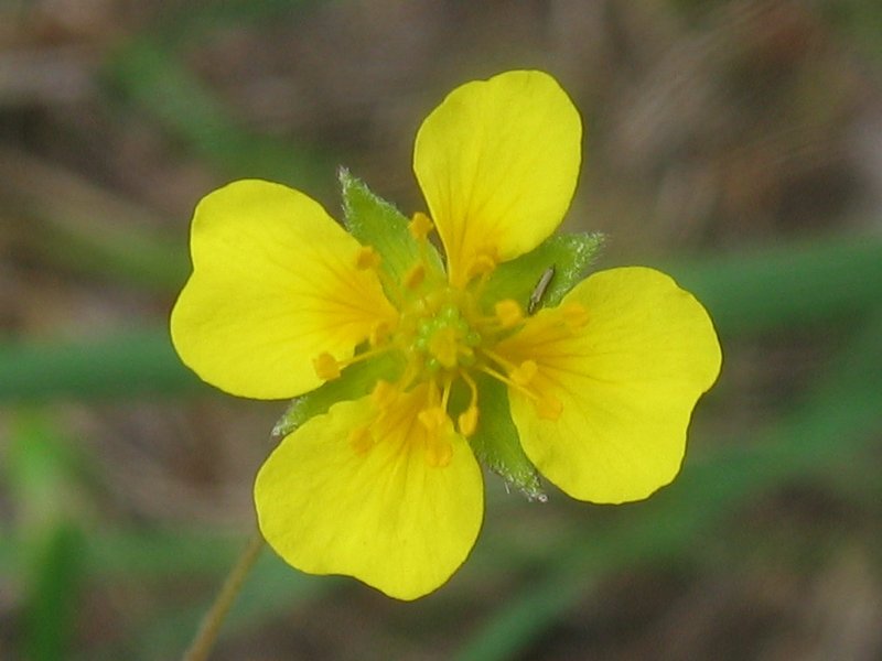 Potentilla_erecta_2.jpg.jpeg