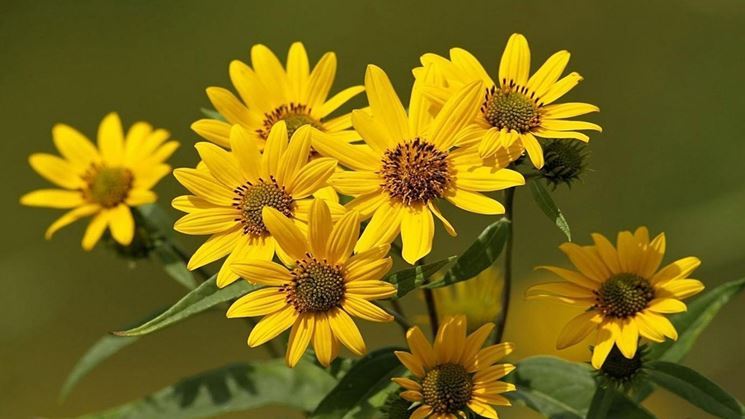 Arnica_montana_1.jpg