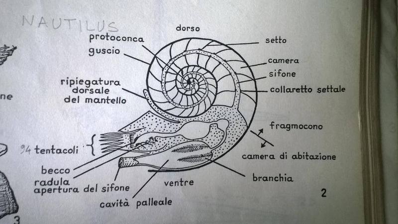 Dactylioceras_4.jpg