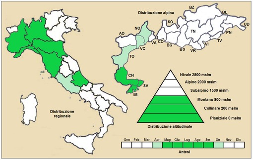 Distribuzione di Antirrhinum latifolium
