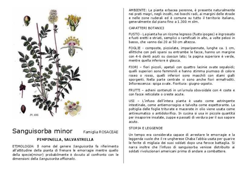 Sanguisorba_minor.pdf