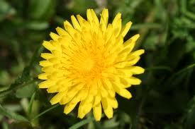 immag.taraxacum_officinale2.jpg