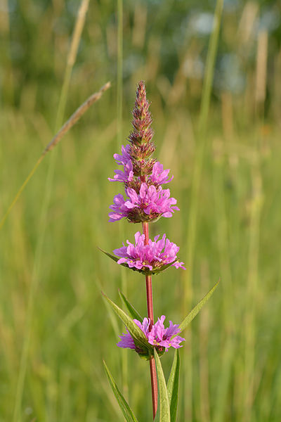 Lythrum_salicaria_1.jpg