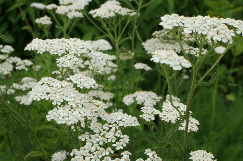 Achillea_millefolium.jpg