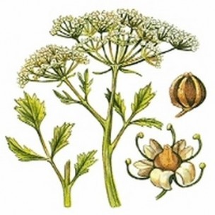 Pimpinella_anisum_3.jpg