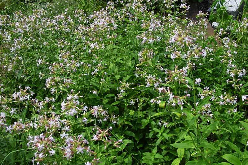 Saponaria_officinalis_2.jpg