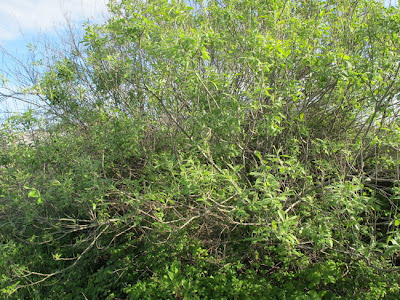 salix_cinerea2.jpg