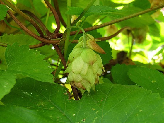 Humulus_luplus immagine 2.jpg