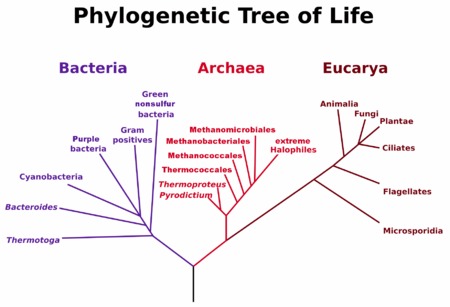 woese_2.jpg.PNG