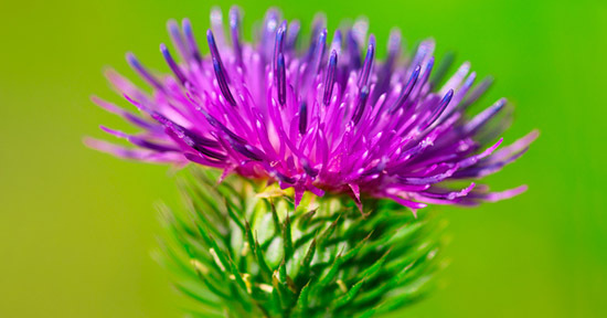 Arctium_lappa_3.jpg