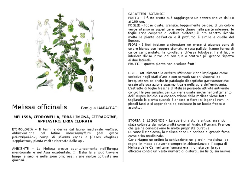 Melissa_officinalis.pdf