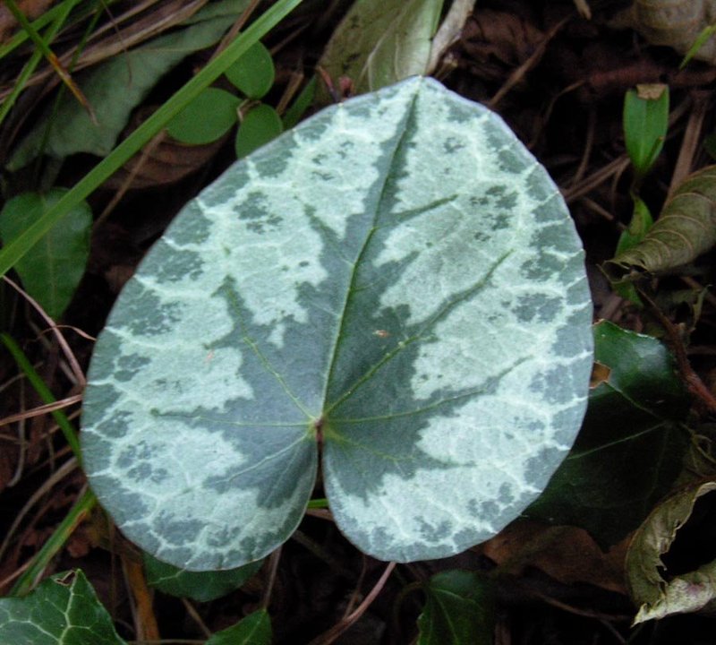 Cyclamen_purpurescens_1.jpg
