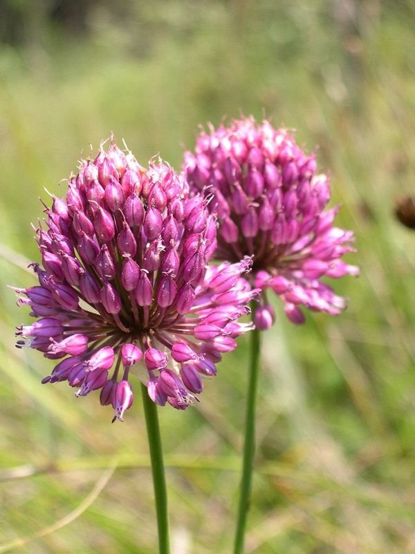 Allium_vineale_2.jpg
