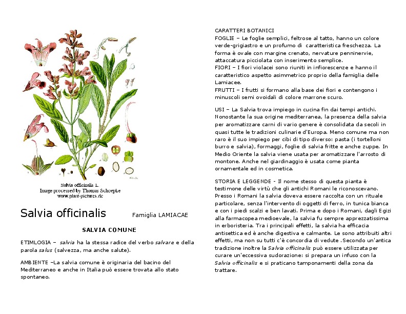 Salvia_officinalis.pdf