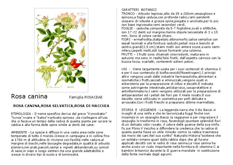 Rosa_canina.pdf
